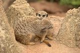 leipzig zoo-01_07_2011_zoo_allgemein_274